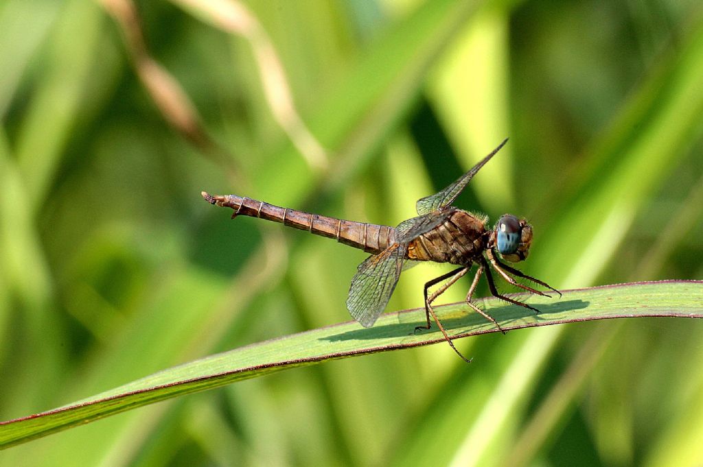 Orthetrum ....???